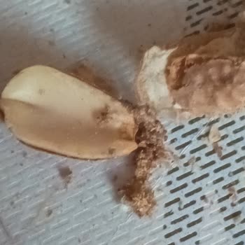 Kurtlu Fıstık Satışı Ve İade Sorunu