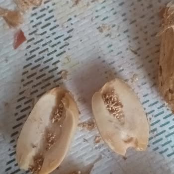 Kurtlu Fıstık Satışı Ve İade Sorunu