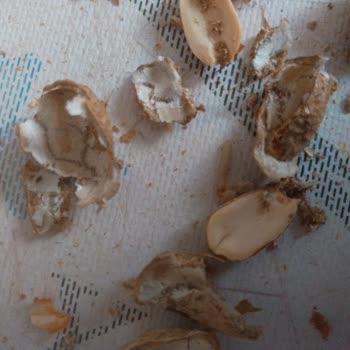 Kurtlu Fıstık Satışı Ve İade Sorunu