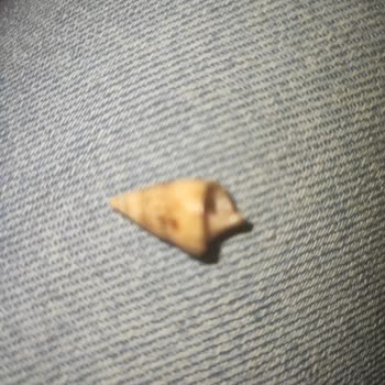 Kuruyemiş Paketinden Salyangoz Kabuğu Çıkması