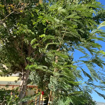 Aydoğdu Botanik Yanlış Ürün Gönderdi