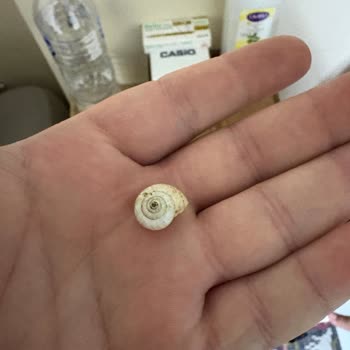 Aldığım Çekirdeğin İçinden Salyangoz Çıktı Hijyen Ve Güvenlik Endişesi Yaşıyorum