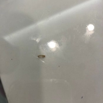 Barilla Lazanya Paketinde Böcek Ve Kurtlarla Karşılaştım