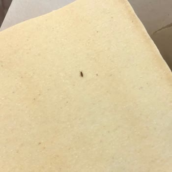 Barilla Lazanya Paketinde Böcek Ve Kurtlarla Karşılaştım