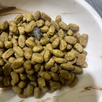 Pro Plan Mamalarında Sürekli Sorun: Sağlık Ve Güvenlik Endişesi