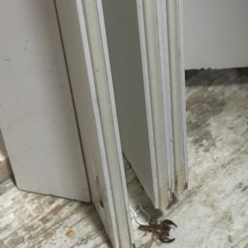 Taksim Dolunay Suites Sabah Uyandığımda Odamda Akrep Vardı