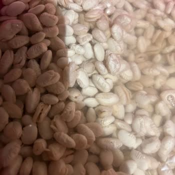 Reis Kuru Fasulyede Kalite Sorunu Ve Ücret İadesi Talebi