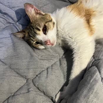 Kedim Ameliyat Sonrası Darp Ve Ağır Yaralarla Teslim Edildi