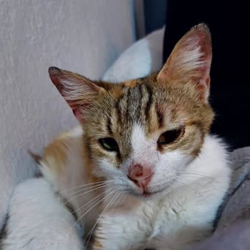 Kedim Ameliyat Sonrası Darp Ve Ağır Yaralarla Teslim Edildi