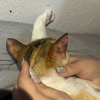 Kedim Ameliyat Sonrası Darp Ve Ağır Yaralarla Teslim Edildi