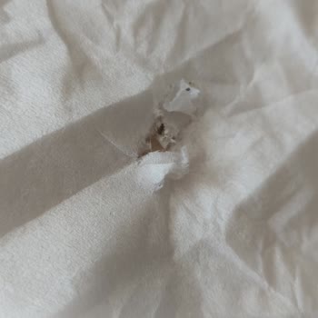 Kapalı Maylo Peçete Paketinden Böcek Çıktı, Hijyen Ve İletişim Sorunu Yaşadım