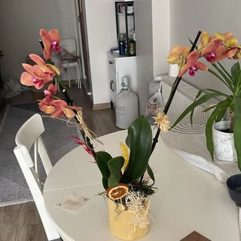 Siparişimde Eksik Ve Bozuk Ürün, Müşteri Hizmetleri Çözüm Sunmadı