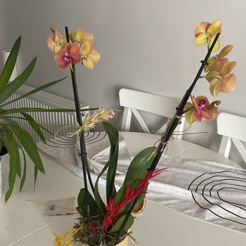 Siparişimde Eksik Ve Bozuk Ürün, Müşteri Hizmetleri Çözüm Sunmadı