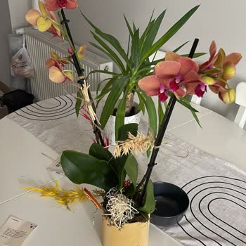 Siparişimde Eksik Ve Bozuk Ürün, Müşteri Hizmetleri Çözüm Sunmadı