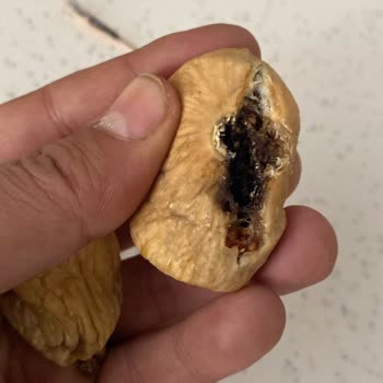 Beklentileri Karşılamayan Küçük Ve Ekşi Kuru İncir Hayal Kırıklığı