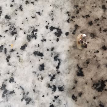 Kuruyemiş Barın İçinden Çıkan Sert Kabuk Diş Teli Braketimi Kopardı