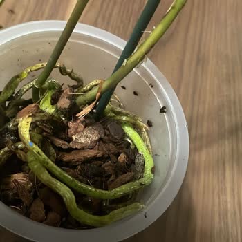 FloraQueen Turquía, recibí flores marchitas y entrega muy tardía