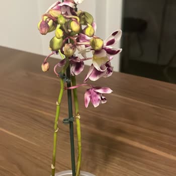 FloraQueen Turquía, recibí flores marchitas y entrega muy tardía