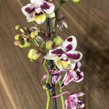 FloraQueen Turquía, recibí flores marchitas y entrega muy tardía