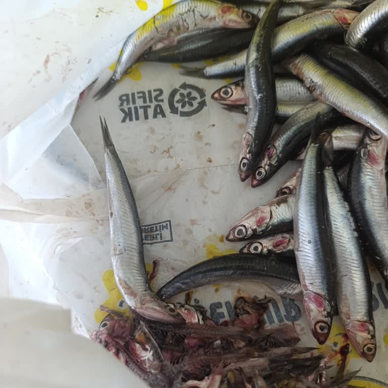 Aldığım Hamsiden Parazit Çıktı, Sağlığım Tehlikeye Girdi!