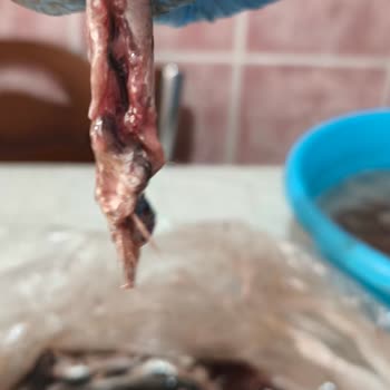 Gimsa Park Eryaman’dan Aldığım Balık Bozuk Çıktı, Ücret İadesi İstiyorum