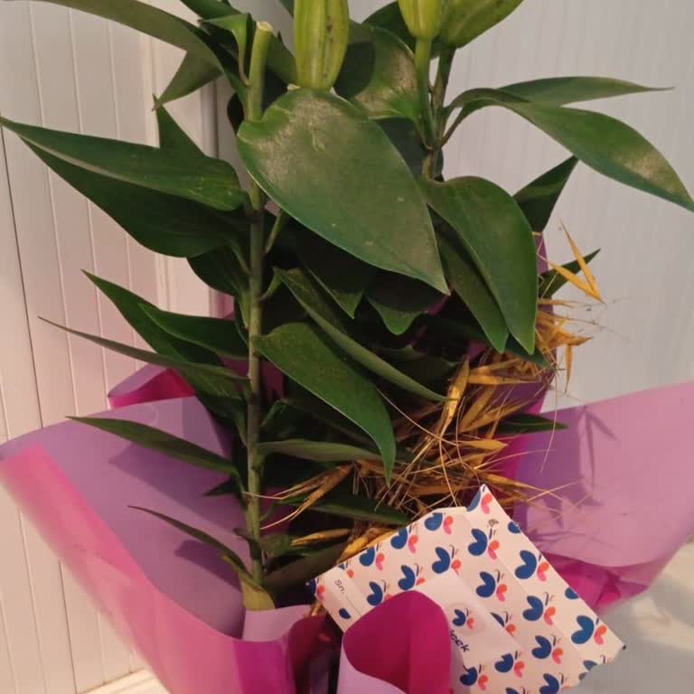 Eksik Ve Özensiz Çiçek Teslimatı, Yetersiz Müşteri Hizmeti