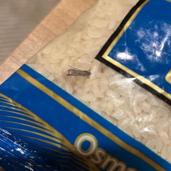 Kapalı Pakette Böcek Çıkan Pirinç Endişesi