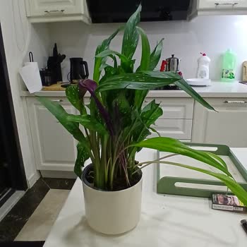 Sipariş Edilen Çiçek Görselden Farklı Ve Eksik Geldi, Mağduriyetimin Giderilmesini İstiyorum