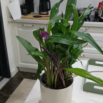 Sipariş Edilen Çiçek Görselden Farklı Ve Eksik Geldi, Mağduriyetimin Giderilmesini İstiyorum