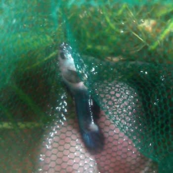 Canlı Teslimat Garantili Siparişimde Tüm Balıklar Ve Bitkiler Ölü Geldi