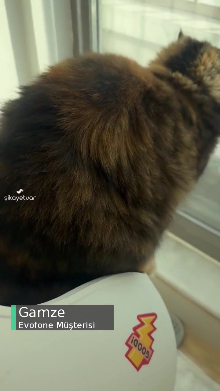 Evofone Petkit Puramax Sensörü Sıkıntılı! videonun kapak resmi