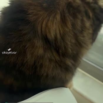 Evofone Petkit Puramax Sensörü Sıkıntılı!