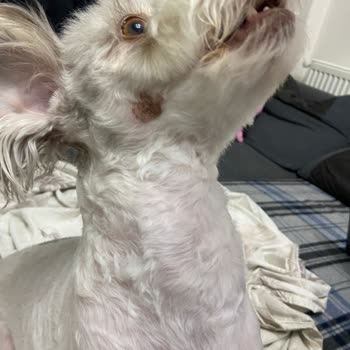 Bulldog Pet Kuaför & Pet Market Tıraş Sonrası Köpeğimin Yüzünde Açık Yara Oluştu!