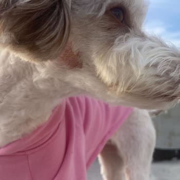 Bulldog Pet Kuaför & Pet Market Tıraş Sonrası Köpeğimin Yüzünde Açık Yara Oluştu!