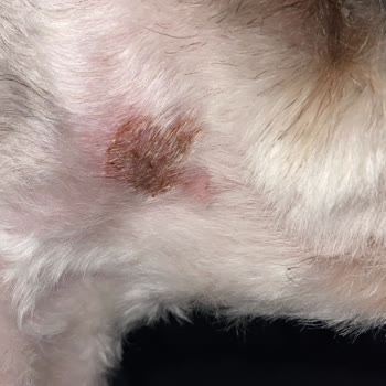 Bulldog Pet Kuaför & Pet Market Tıraş Sonrası Köpeğimin Yüzünde Açık Yara Oluştu!