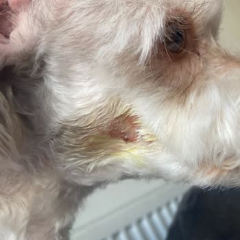 Bulldog Pet Kuaför & Pet Market Tıraş Sonrası Köpeğimin Yüzünde Açık Yara Oluştu!