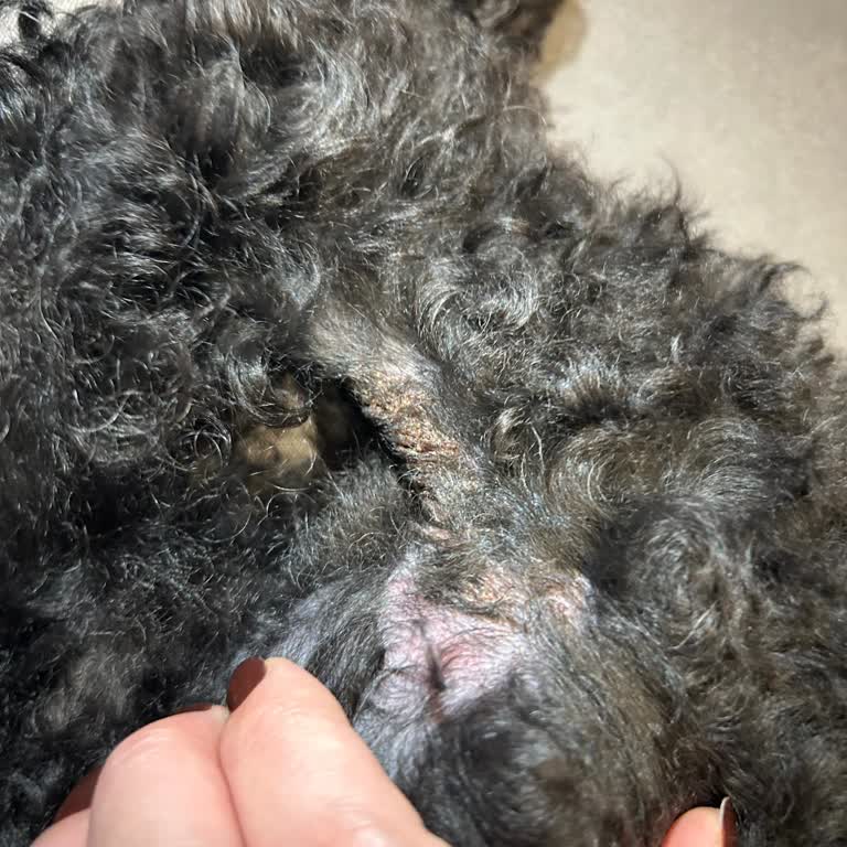 Tıraş Sonrası Köpeğimde Enfeksiyon Ve İlgisiz Yaklaşım