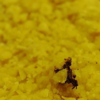 Lezita Nugget Ürününde Böcek Benzeri Yabancı Maddeyle Karşılaştım