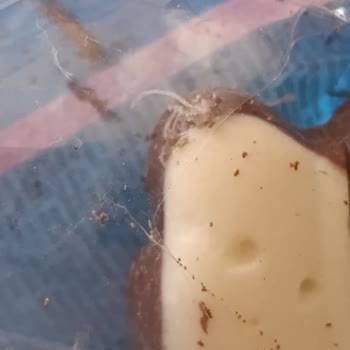 Son Kullanma Tarihi Geçmemiş Üründe Kurtlanma Şoku Yaşadım