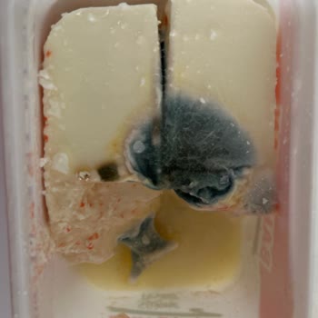 Bahçıvan Son Kullanma Tarihi Geçmemiş Peynirde Küf Şoku!