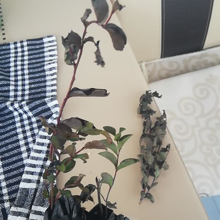 Sipariş Edilen Oya Ağacı Solmuş Ve Kırık Geldi, İletişim Sağlanmadı