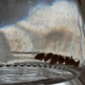 Cam Damacana Suyunda Yabancı Cisim Ve Çamur Birikintisiyle Karşılaştım, Analiz Sonucu Bekliyorum