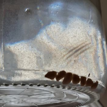 Cam Damacana Suyunda Yabancı Cisim Ve Çamur Birikintisiyle Karşılaştım, Analiz Sonucu Bekliyorum