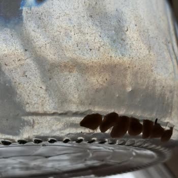 Cam Damacana Suyunda Yabancı Cisim Ve Çamur Birikintisiyle Karşılaştım, Analiz Sonucu Bekliyorum