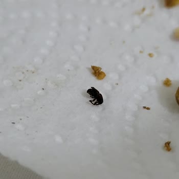 Kapalı Paket Kuruyemişte Böcek Şoku: Sağlığımız Tehlikede!