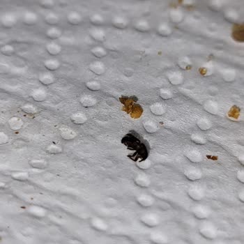 Kapalı Paket Kuruyemişte Böcek Şoku: Sağlığımız Tehlikede!