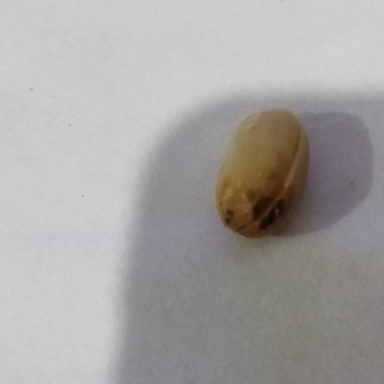 Makbul Küflü Yer Fıstığı Sağlık Riski Yarattı!