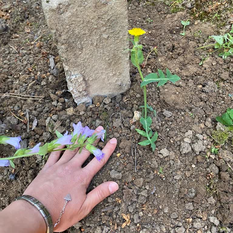 Kedimin Kuduz Aşısı Sonrası Ani Kaybı Ve Aşının Güvenliği Hakkında Endişe
