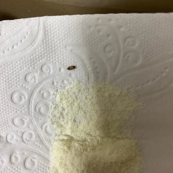 Bebek Mamasında Böcek Şoku: Güven Sarsıcı Deneyim