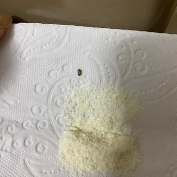 Bebek Mamasında Böcek Şoku: Güven Sarsıcı Deneyim